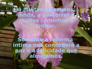 Há muitas paisagens, ainda, a percorrer e muitos caminhos a trilhar.   Somente a reforma íntima nos concederá a paz e a felicidade que almejamos.   