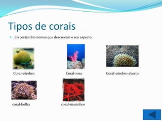 Tipos de corais
 Os corais têm nomes que descrevem o seu aspecto.




  Coral-cérebro                  Coral-rosa          Coral-cérebro-aberto




 coral-bolha                   coral-marinhos
 