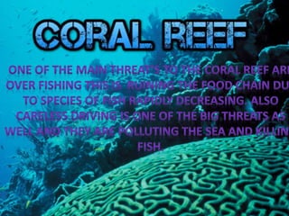 Coral reef by evan