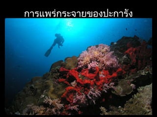 การแพร่กระจายྺองปะการัง
 