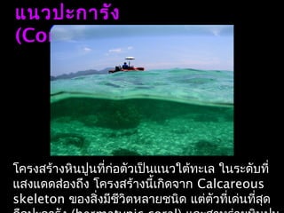 แนวปะการัง
(Coral Reef)
โครงสร้างหินปูนที่ก่อตัวเป็นแนวใต้ทะเล ในระดับที่
แสงแดดส่องถึง โครงสร้างนี้เกิดจาก Calcareous
skeleton ของสิ่งมีชีวิตหลายชนิด แต่ตัวที่เด่นที่สุด
 