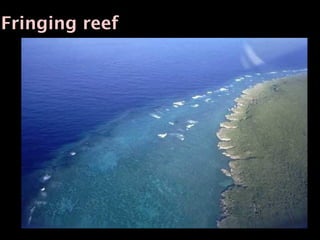 Fringing reef
 
