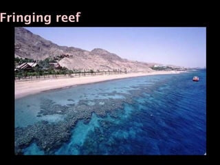Fringing reef
 