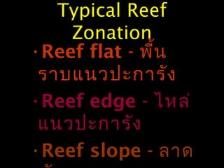 Typical Reef
Zonation
•Reef flat - พื้น
ราบแนวปะการัง
•Reef edge - ไหล่
แนวปะการัง
•Reef slope - ลาด
 