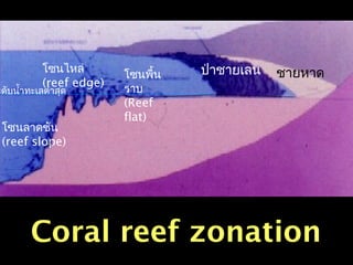 ชายหาดป่าชายเลนโซนพื้น
ราบ
(Reef
flat)
โซนไหล่
(reef edge)
โซนลาดชัน
(reef slope)
ะดับนำ้าทะเลตำ่าสุด
Coral reef zonation
 