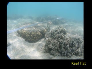 Reef flat
 