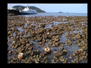 Coral lec02