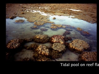 Tidal pool on reef fla
 