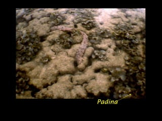 Padina
 