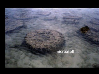 microatoll
 