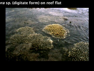 ora sp. (digitate form) on reef flat
 