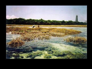 Coral lec02