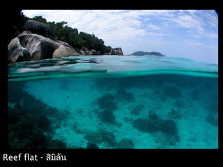 Reef flat - สิมิลัน
 