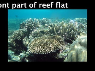 ont part of reef flat
 