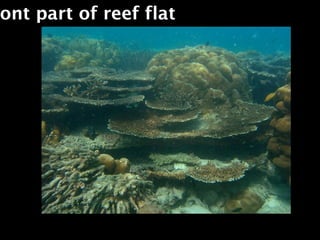 ont part of reef flat
 