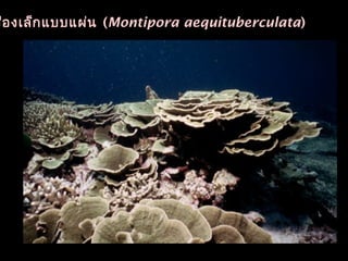 ช่องเล็กแบบแผ่น (Montipora aequituberculata)
 