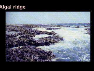 Algal ridge
 