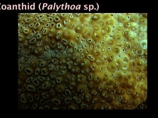 Zoanthid (Palythoa sp.)
 