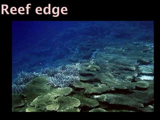 Reef edge
 