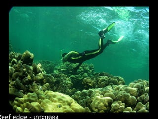 Reef edge - ๶กาะบูตอง
 