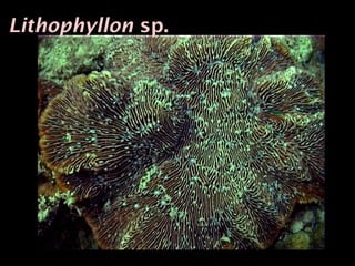 Lithophyllon sp.
 