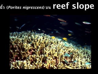 นิ้ว (Porites nigrescens) บน reef slope
 