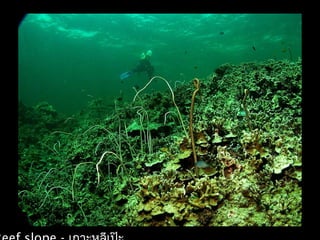 Coral lec02