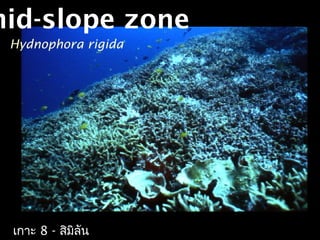mid-slope zone
Hydnophora rigida
เกาะ 8 - สิมิลัน
 