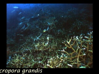 cropora grandis
 