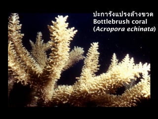 ปะการังแปรงล้างขวด
Bottlebrush coral
(Acropora echinata)
 