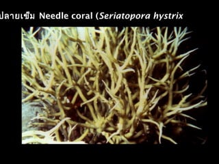 ปลายเข็ม Needle coral (Seriatopora hystrix)
 