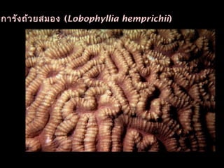 ะการังถ้วยสมอง (Lobophyllia hemprichii)
 