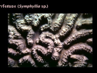ารังสมอง (Symphyllia sp.)
 