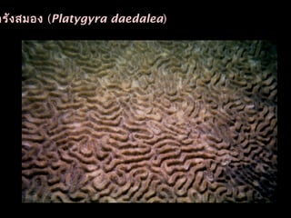 ารังสมอง (Platygyra daedalea)
 