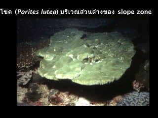 โขด (Porites lutea) บริเวณส่วนล่างของ slope zone
 