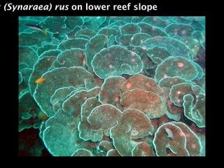 s (Synaraea) rus on lower reef slope
 