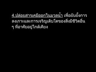 4.ปล่อยสารเคมีออกในมวลนำ้า เพื่อยับยั้งการ
ลงเกาะและการเจริญเติบโตของสิ่งมีชีวิตอื่น
ๆ ที่อาศัยอยู่ใกล้เคียง
 