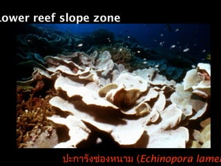 Lower reef slope zone
ปะการังช่องหนาม (Echinopora lamel
 
