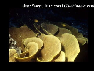 ปะการังจาน Disc coral (Turbinaria reni
 