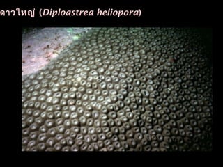 ดาวใหญ่ (Diploastrea heliopora)
 