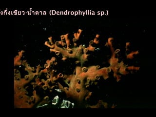 ังกิ่งเขียว-นำ้าตาล (Dendrophyllia sp.)
 