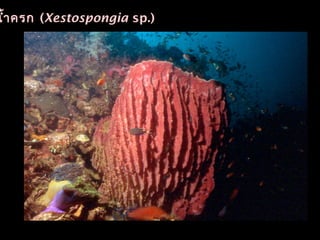 นำ้าครก (Xestospongia sp.)
 