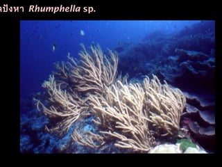 ลปังหา Rhumphella sp.
 