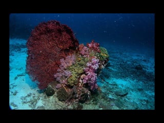 Coral lec02