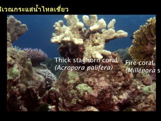 Thick staghorn coral
(Acropora palifera)
Fire coral
(Millepora sp
ริเวณกระแสนำ้าไหลเชี่ยว
 