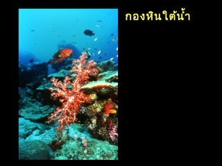 กองหินใต้นำ้า
 
