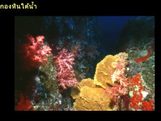 กองหินใต้นำ้า
 