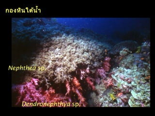 กองหินใต้นำ้า
Dendronephthya sp.
Nephthea sp.
 