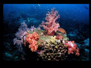 Coral lec02