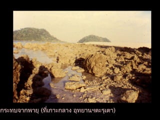 ลกระทบจากพายุ (ที่เกาะกลาง อุทยานฯตะรุเตา)
 